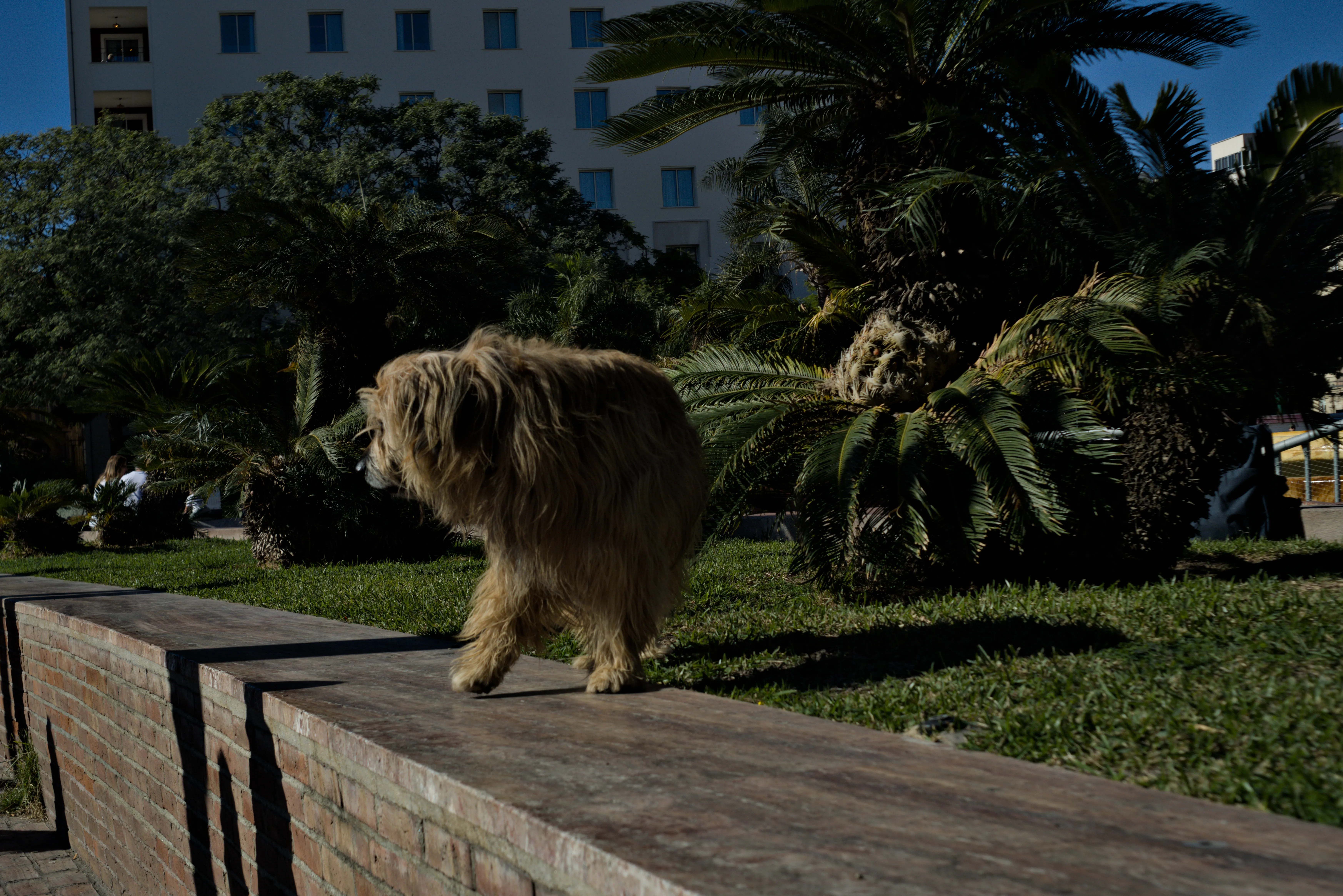 Meyer-Optik Görlitz Primagon 35mm f4.5 (M42) - _I4A3100.webp